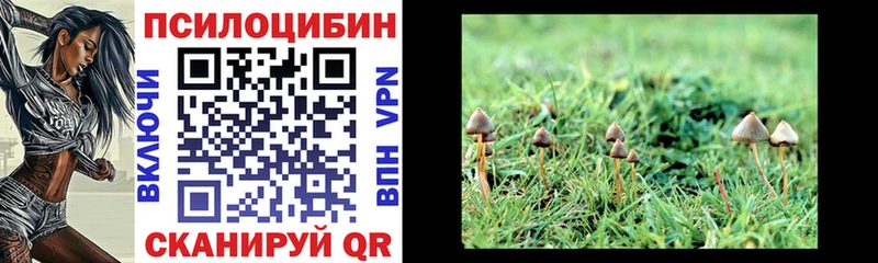 Псилоцибиновые грибы Psilocybe Каменногорск